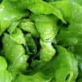 info-125-125 Lettuce