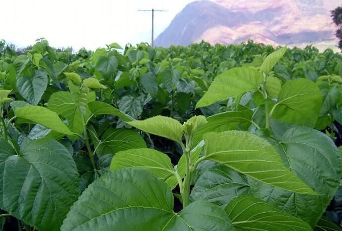 Mulberry Leaf Planting Base Mulberry Leaf Planting Base
