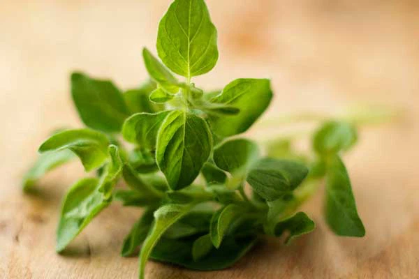 Oregano powder-1