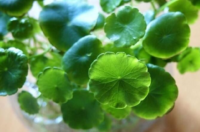 Gotu Kola Extract Powder-1