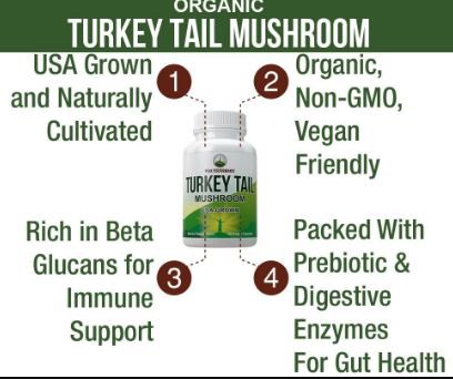 Turkey Tail Mushroom Benefits-2
