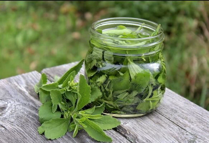 How to make stevia extract at home How to make stevia extract at home