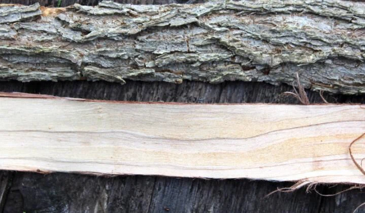 slippery elm bark powder application