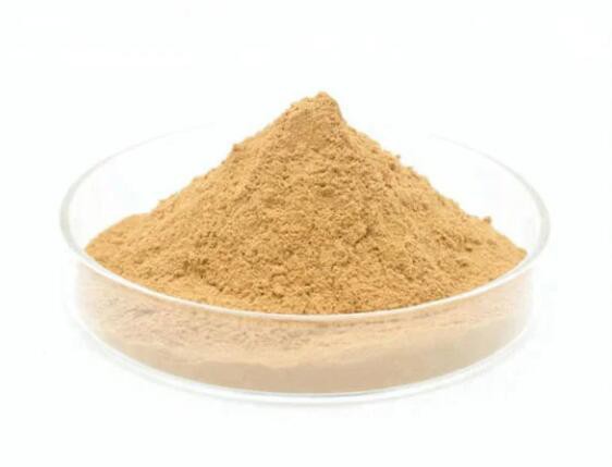 pure ginkgo biloba extract.jpg pure ginkgo biloba extract.jpg