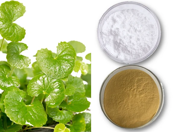 Centella Asiatica Extract