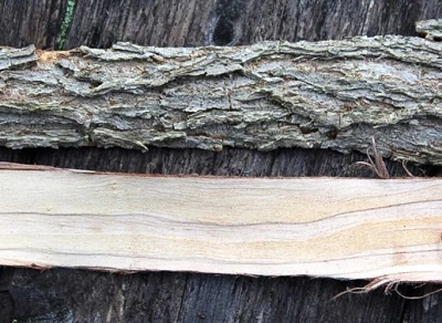 แนวโน้มตลาดผงเปลือก Elm ลื่นจำนวนมากสำหรับแบรนด์อาหารเสริม