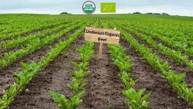 Organic Beet planting base Organic Beet planting base