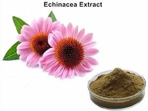 สารสกัดจาก Echinacea Angustifolia