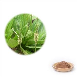 สารสกัดจากใบไม้แปลนทิน