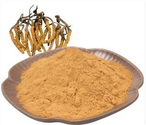 ผง Cordyceps