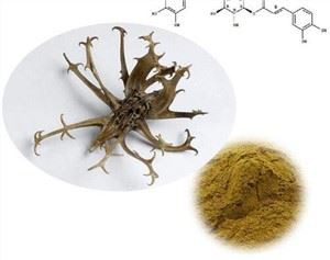 สารสกัดจากกรงเล็บของมาร